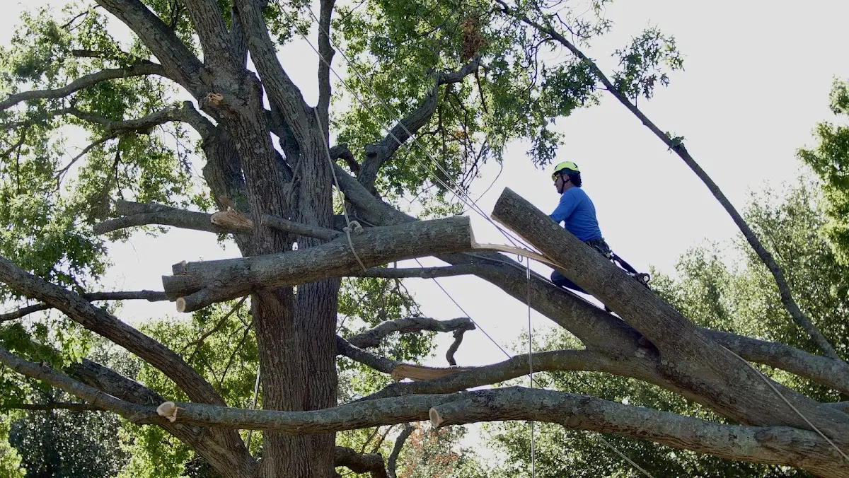 Professional Crown Thinning performed by certified arborists in Dixie
