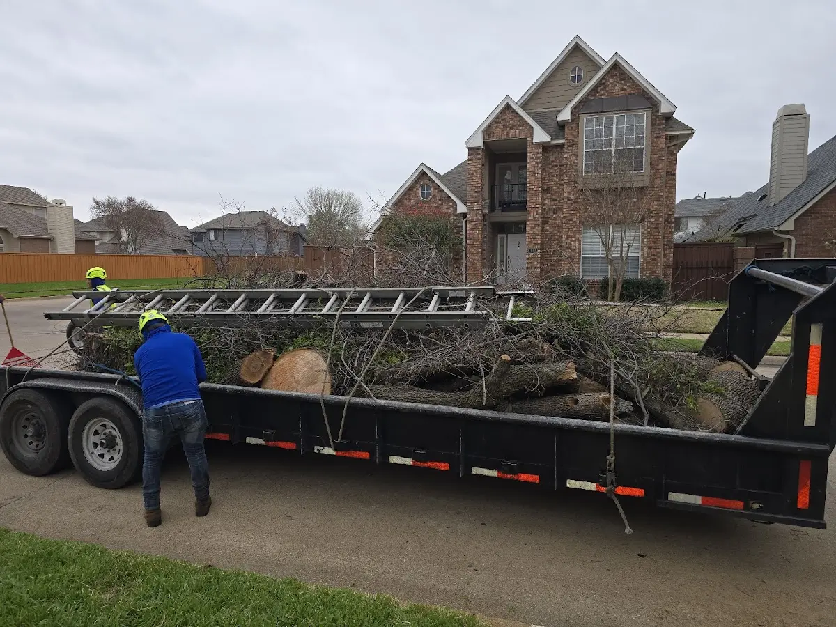 Expert Tree Removal with proper safety equipment in Dixie